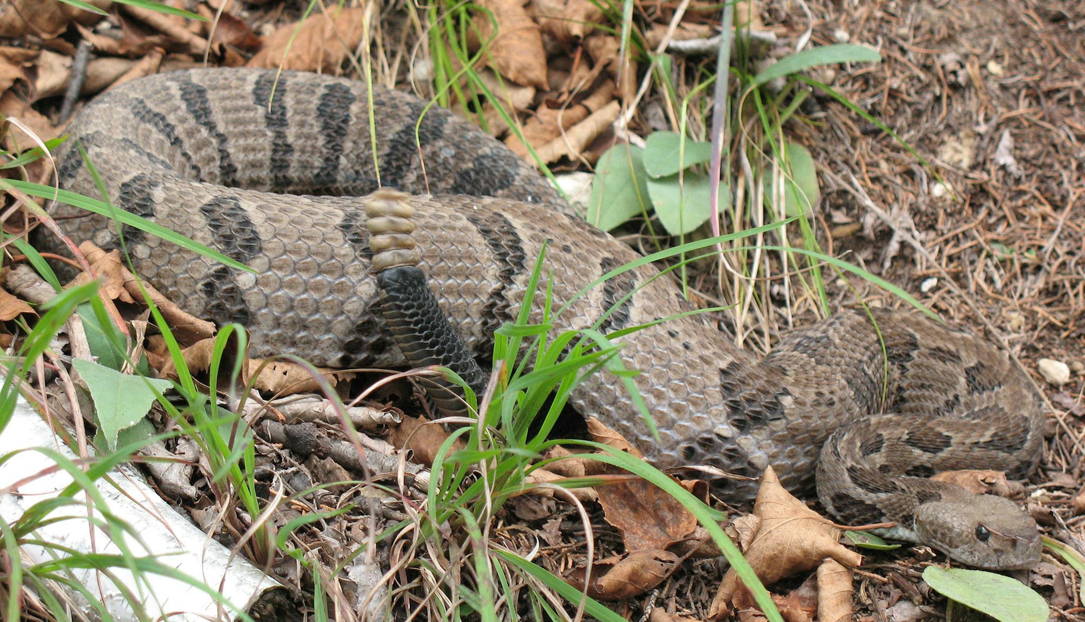 Timber rattlesnakes, for Outdoors Weekend.