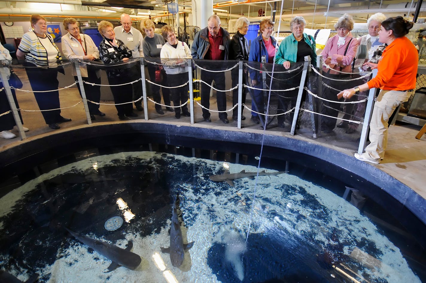 A tour group at the Mall of America's Underwater Adventures Aquarium visited on Tuesday a holding tank behind the scenes where they saw Fishstick (center of photo, facing camera), formerly known as Little Shark 54 and who nearly became a snack for another shark at the aquarium on Jan. 25. Fishstick and the other whitetip reef sharks have been kept safe in a holding tank and today will be released back into the large tank . It is expected that Jesse, a sand tiger shark, who, at 9 ½ feet and 300 p