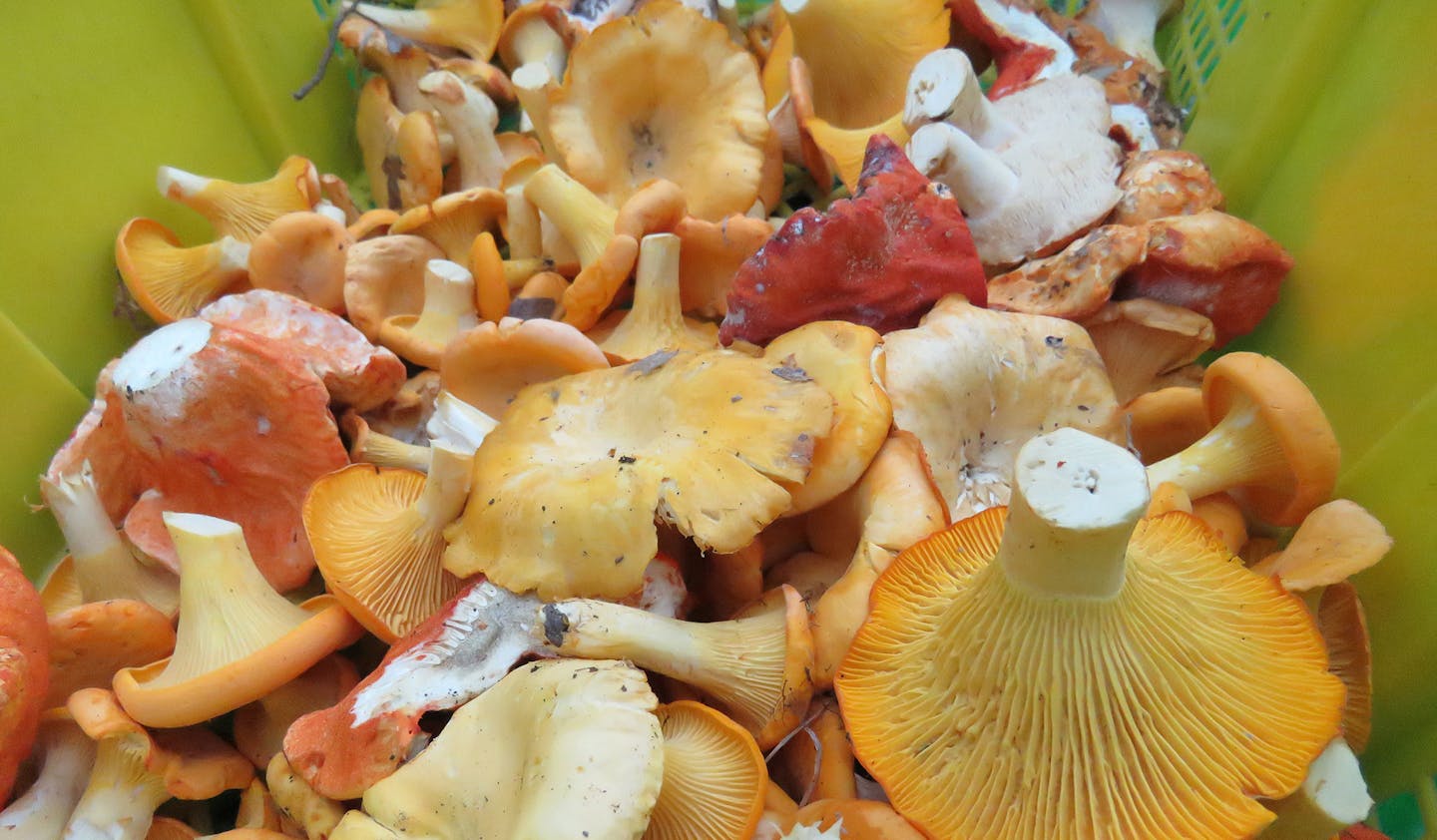 A collection from an outing with Kevin Doyle of Forest Mushrooms.