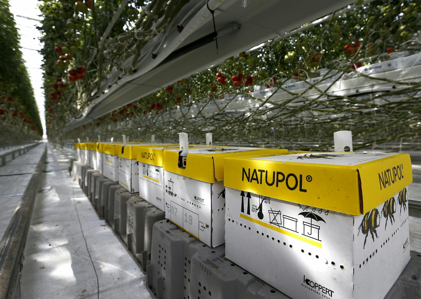 Bees are used to pollinate the rows of tomatoes in the greenhouse at The Bushel Boy Farm in Owatonna. ] CARLOS GONZALEZ cgonzalez@startribune.com - March 22, 2016, Owatonna, MN, New varieties and growing techniques have changed the way tomatoes and other produce are being produced in greenhouses. Driving the changes has been greater consumer interest in fresh produce, especially that grown locally. The Bushel Boy Farm in Owatonna grows tomatoes year-round and has expanded significantly in the pa