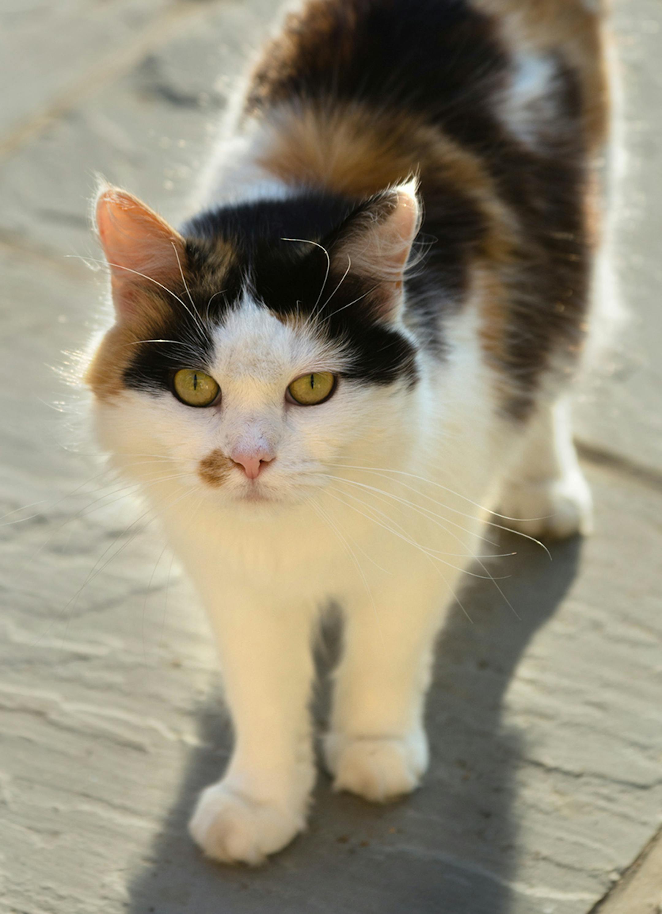 Floozie the cat. The author and her husband cared for this independent feline as part of their housesitting duties. Photo by Eleaner Loos