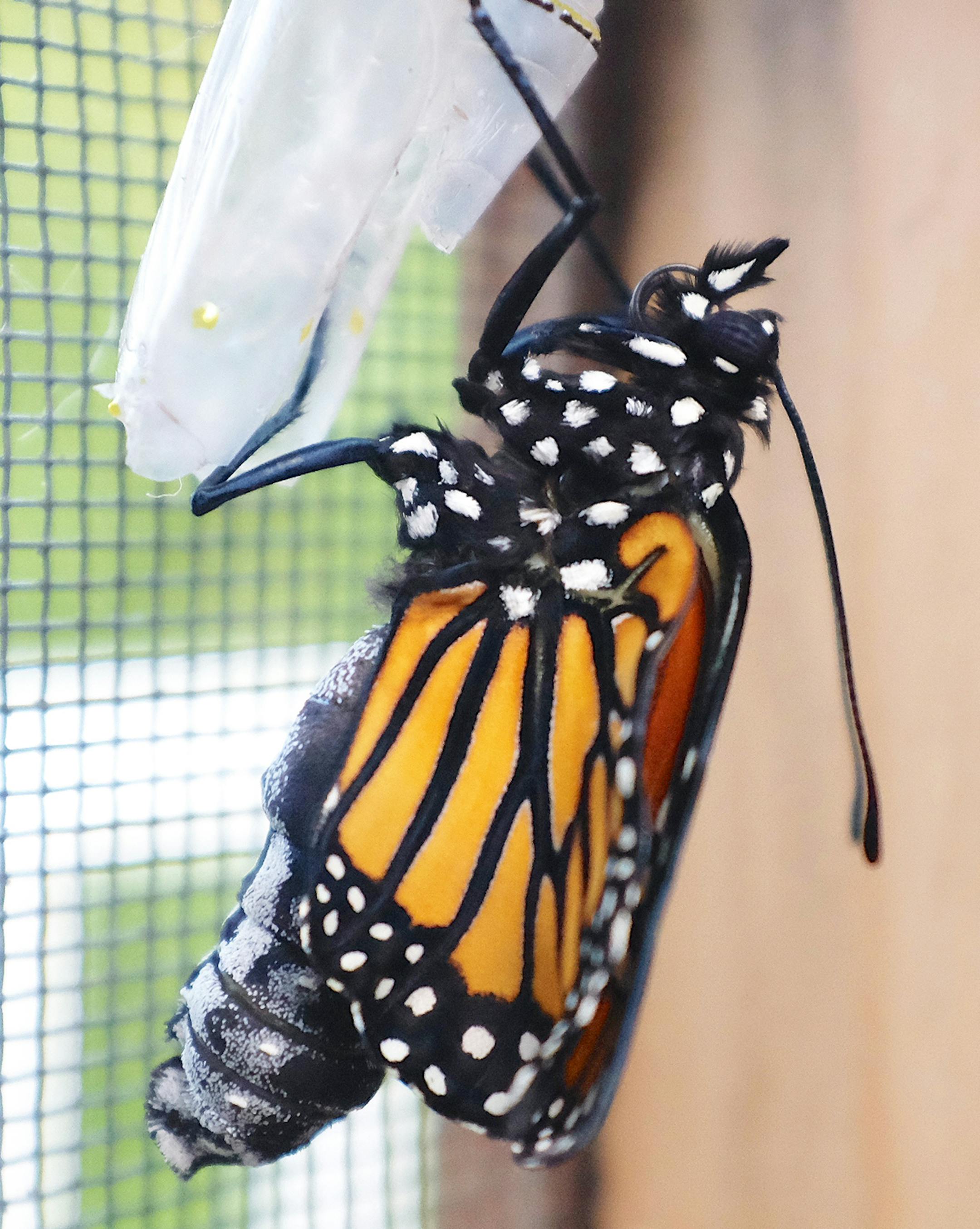 Emerged Monarch Jim Williams, Special to the Star Tribune