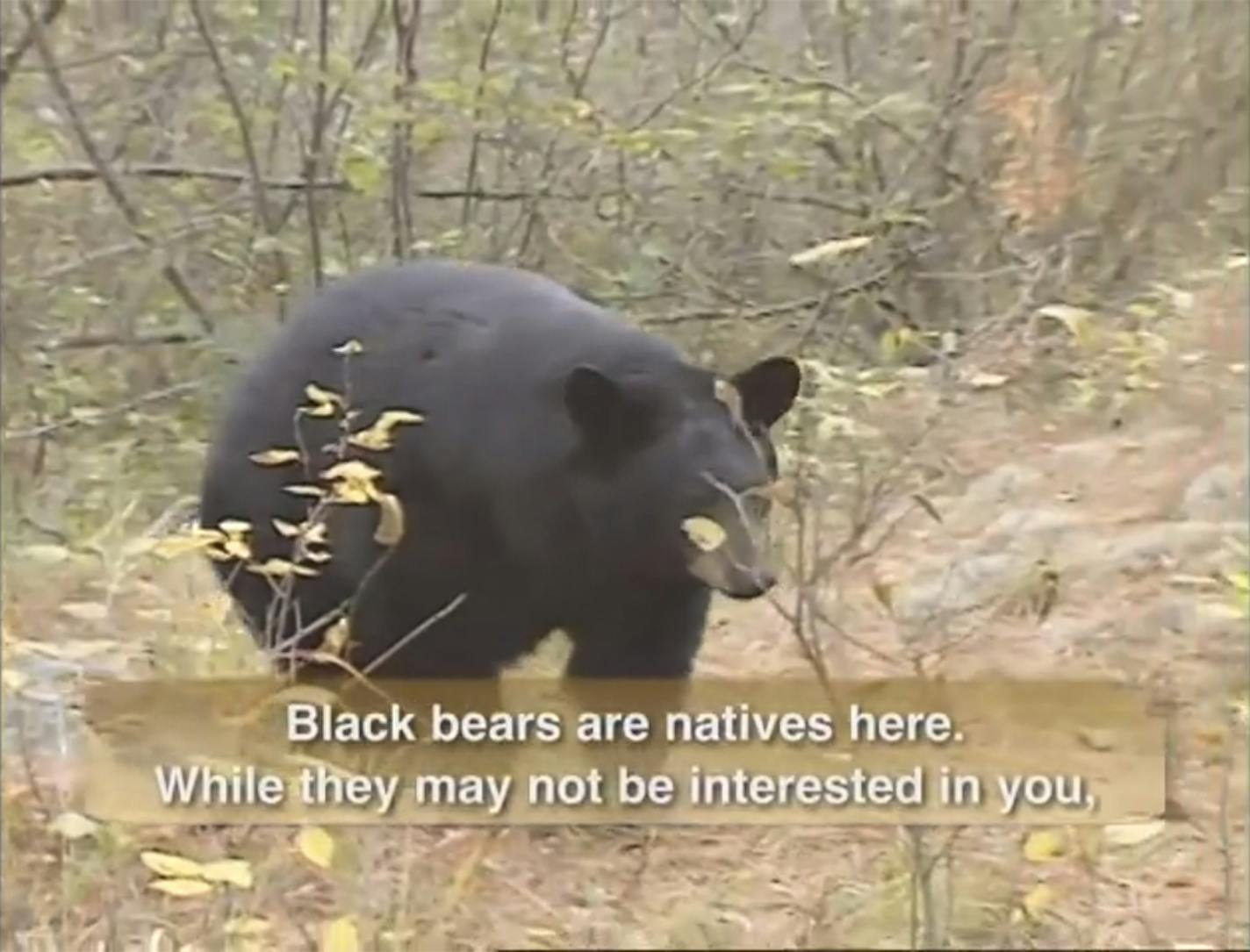 A bear's appearance in the 2006 video is a highlight for some paddlers.