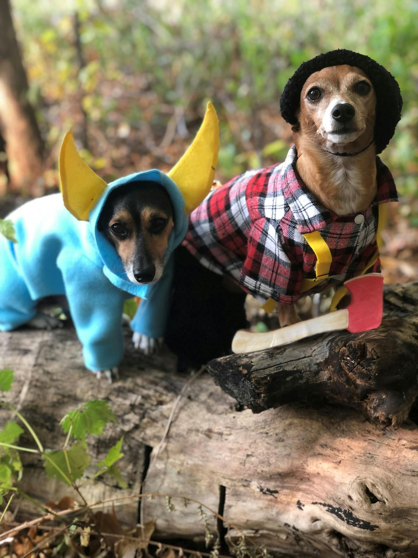 Cinnamon and Sammy will do practically anything for a Snausages treat, including dressing as Paul Bunyan and Babe the blue ox, according to Ruth Reilly of Maple Grove.