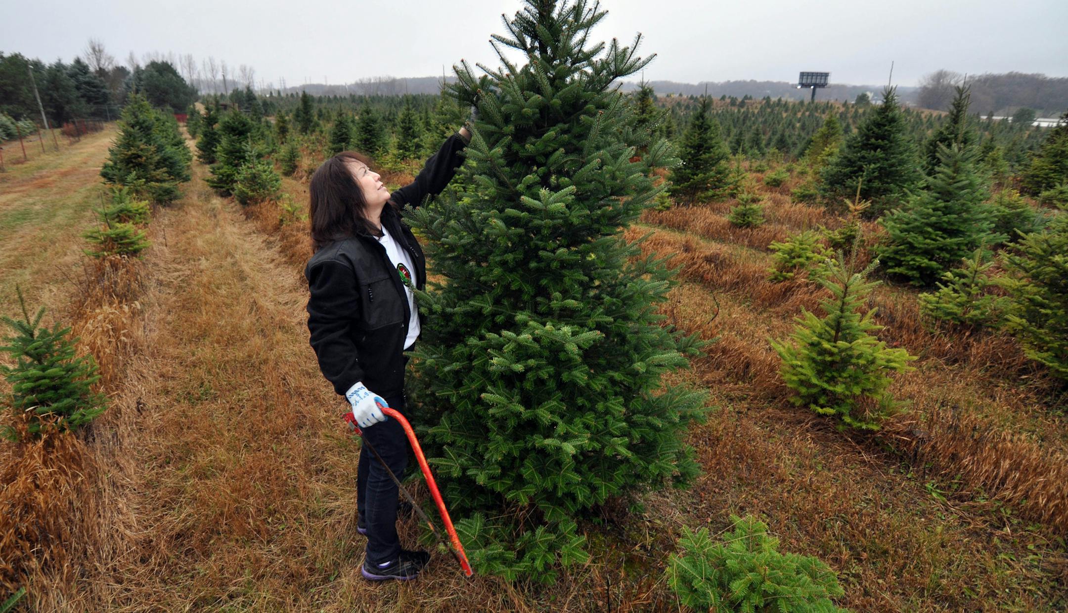 Photo by Liz Rolfsmeier Donna Revak of Revak Nursery in Lakeville is active in the "Go Green Get Real" campaign, which promotes the environmental benefits of using real Christmas trees.