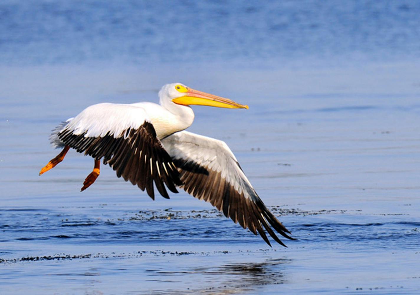 American white pelican in flight. Photo by Jim Williams