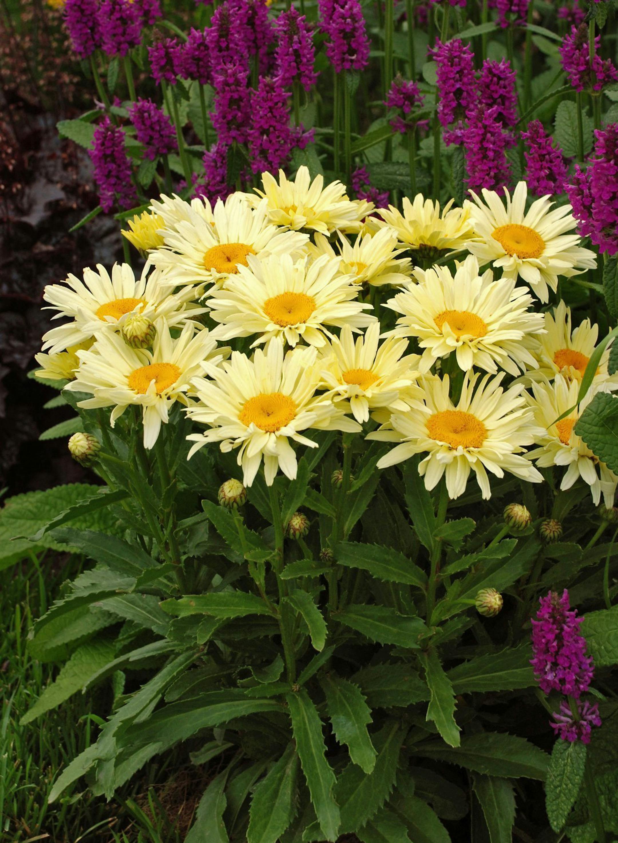 Banana Cream is a yellow shasta daisy for a good feng shui garden. (Chris Hansen/Walter Gardens/MCT) ORG XMIT: 1139777 ORG XMIT: MIN1306122313006500