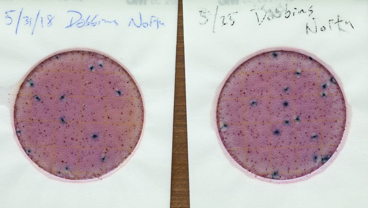 The dark blue areas are clusters of e-coli bacteria grown on the media from samples taken over the last two weeks from Dobbins Creek in Austin. ] JEFF WHEELER &#xef; jeff.wheeler@startribune.com In Austin, Minn., local residents have quietly taken matters into their own hands. For the last year a team of 50 people, supported by a McKnight Foundation Grant, have been taking weekly measurements in the Cedar River and its surrounding tributaries to document the ebb and flow of e-coli in the water.