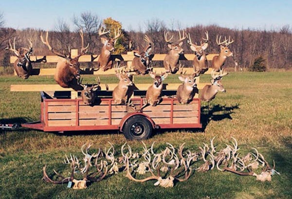 Some of the deer mounts seized in a west-central Minnesota poaching case dating to October 2014. The primary suspect in the case hasn't yet been tried
