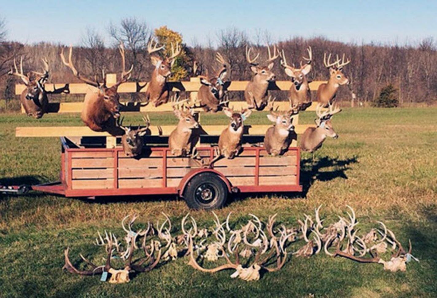 Some of the deer mounts seized in a west-central Minnesota poaching case dating to October 2014. The primary suspect in the case hasn't yet been tried, and his lawyer wants charges against him thrown out. ORG XMIT: MIN1503301558100898