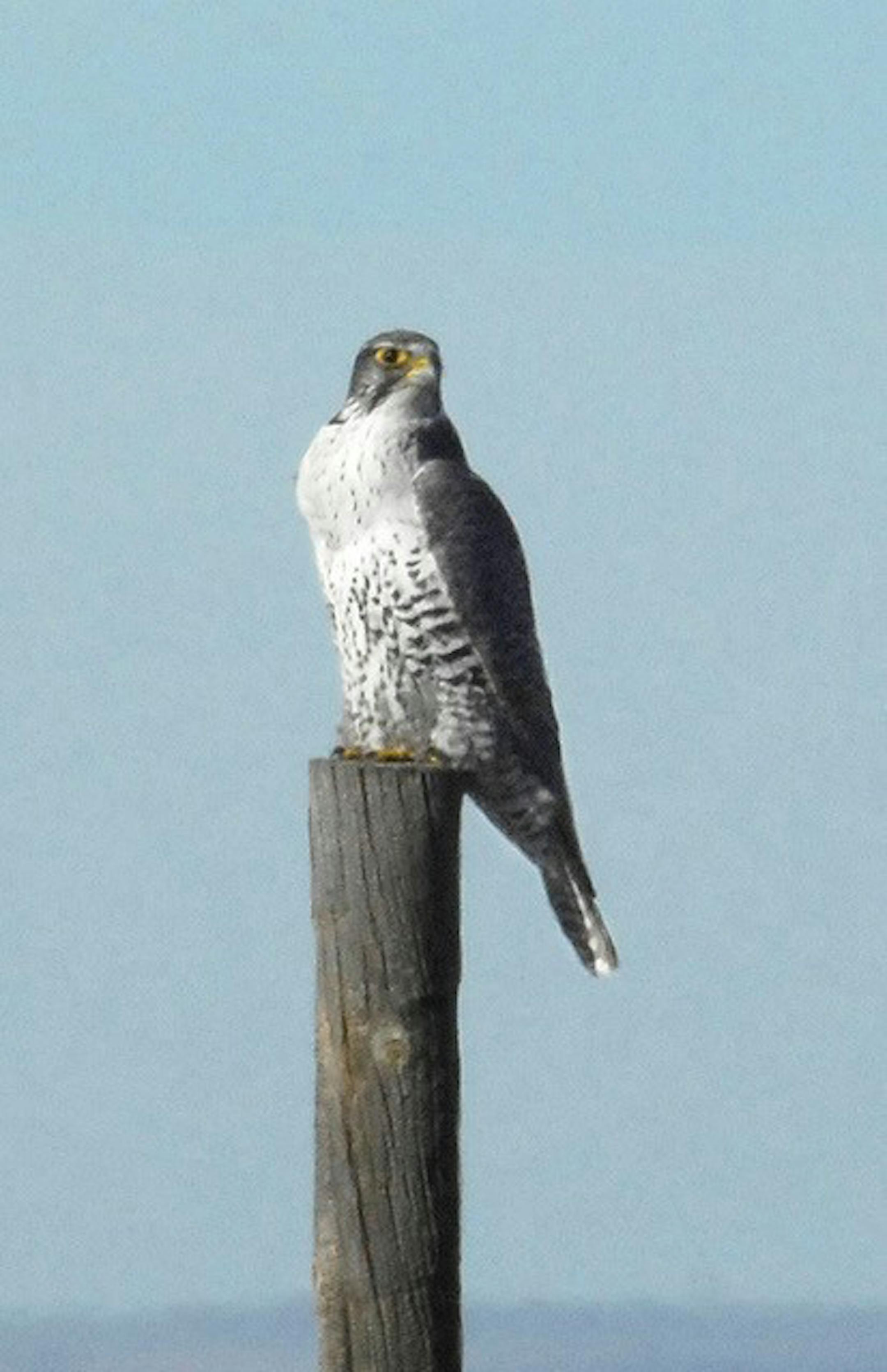 Gyrfalcon
credit: Jim Williams