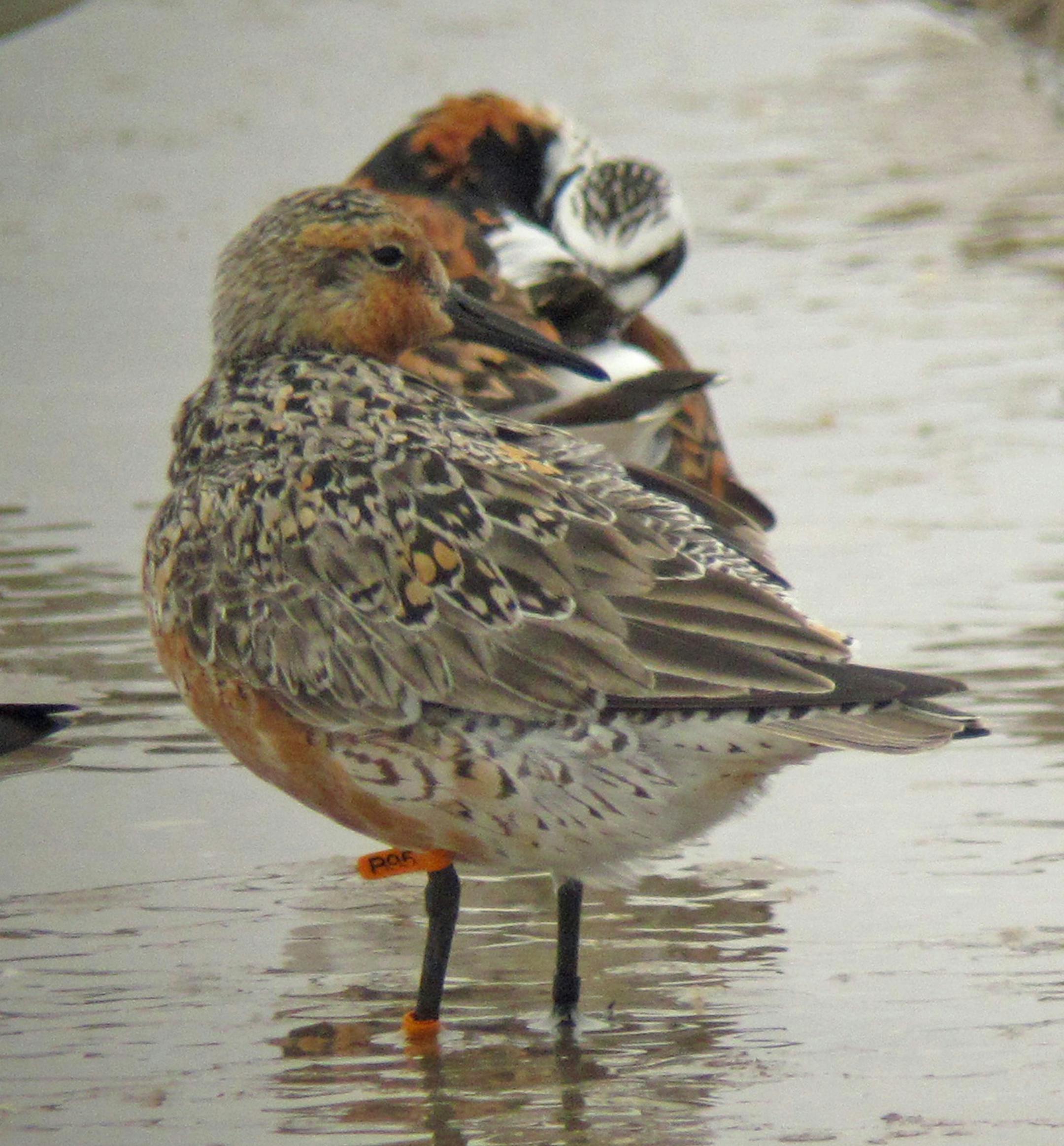 The Rufa red knot named "Moonbird," or "B95," photographed in a crowd of birds at Fortescue, New Jersey. Illustrates CLIMATE-BIRD (category a), by Chris Mooney © 2014, The Washington Post. Moved Monday, Dec. 15, 2014. (MUST CREDIT: Christophe Buidin.)