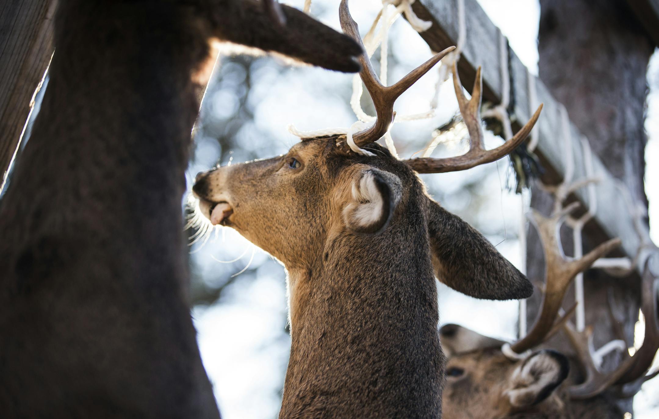 Tagged deer hang during deer opener weekend at the Sloneker family hunting cabin in Jenkins on Saturday, November 7, 2015. ] (LEILA NAVIDI/STAR TRIBUNE) leila.navidi@startribune.com
