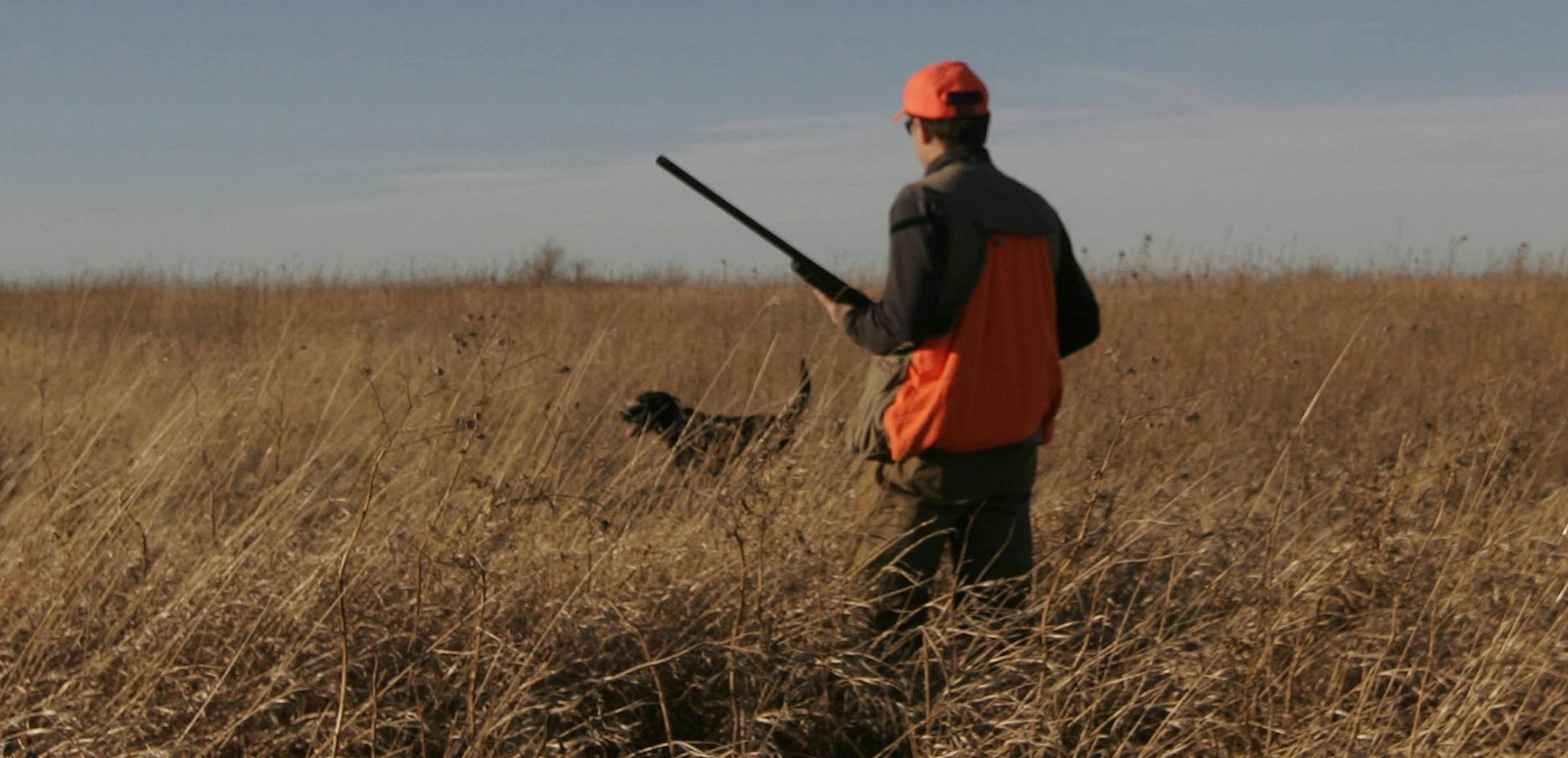 Doug Smith/Star Tribune; December, 2011, Lac que Parle County. Tim McMullen of Delano and his black Lab Louie, hunts for pheasants on state walk-in land in western Minnesota on a balmy December day. After years of debate, the walk-in access program began last year, but funding issues could derail it. ORG XMIT: MIN2014071012571128 ORG XMIT: MIN1407101301590762