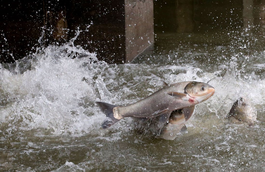 Tagged fish lead to historic week for Asian carp captures on Pool 6 of the  Mississippi - Outdoor News