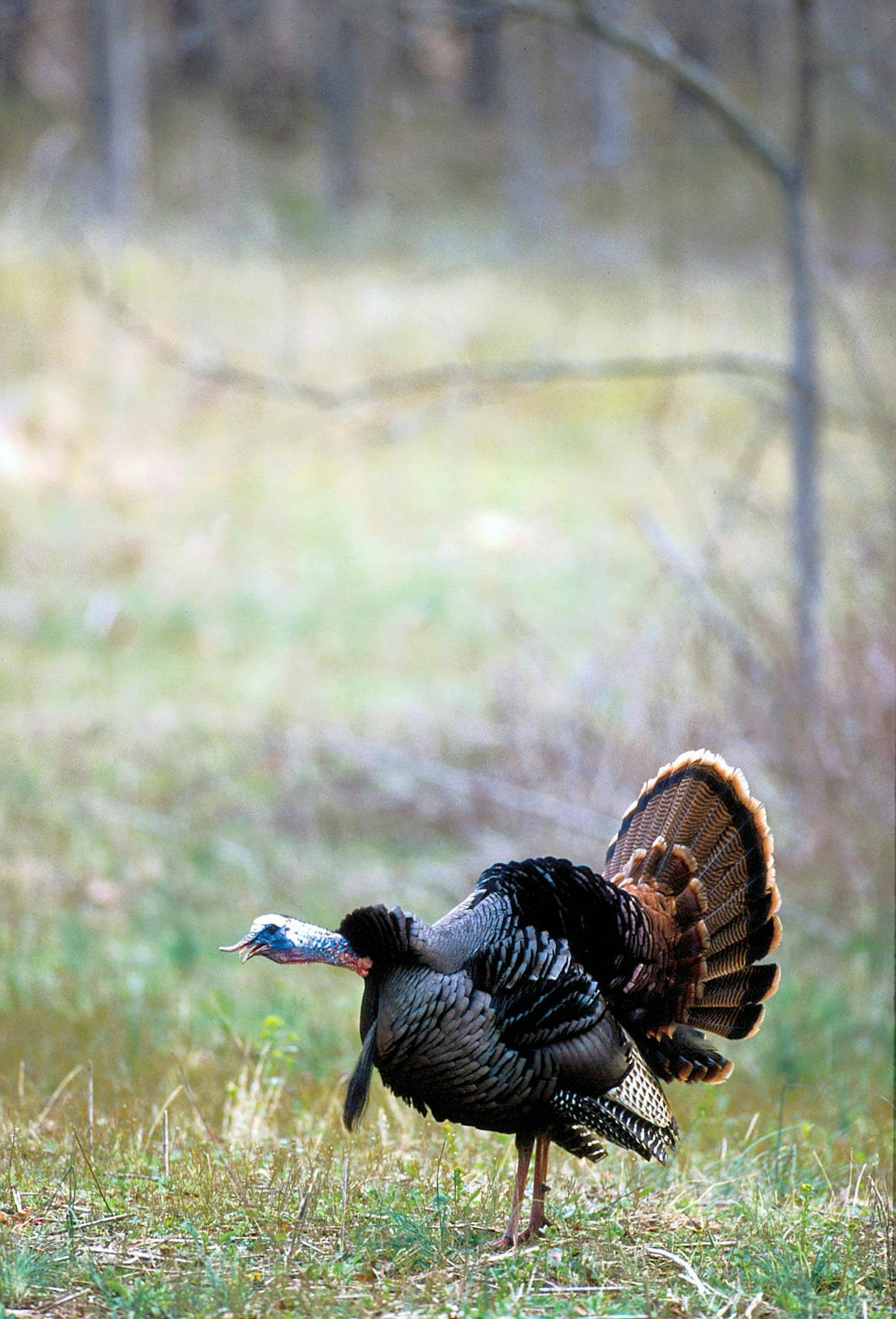 The eastern subspecies of wild turkeys is native to Minnesota. A bigger, heavier bird with longer legs, the eastern has proved itself resilient to harsh winters.