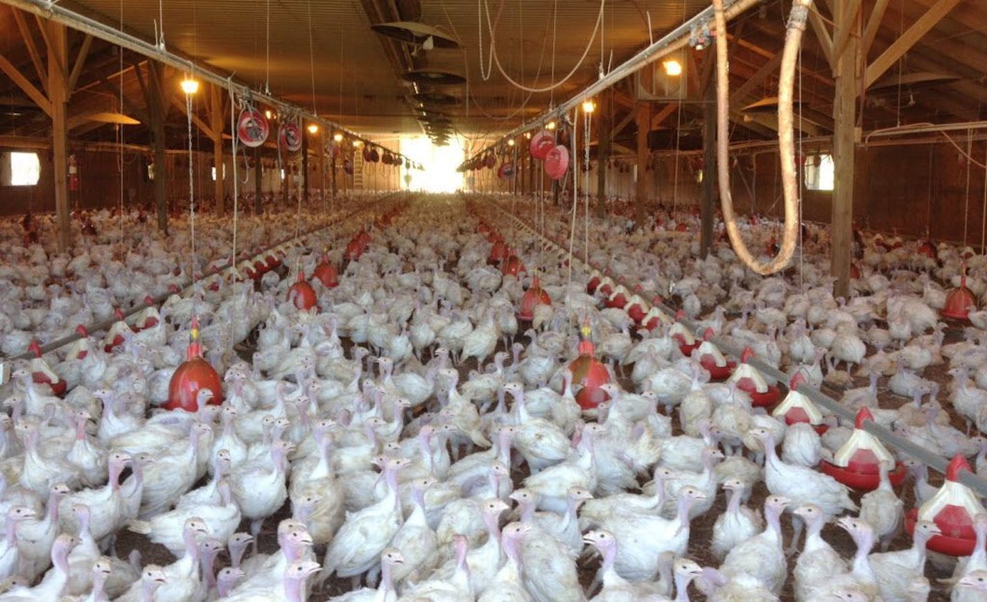 A flock of turkeys at a Minnesota poultry farm.