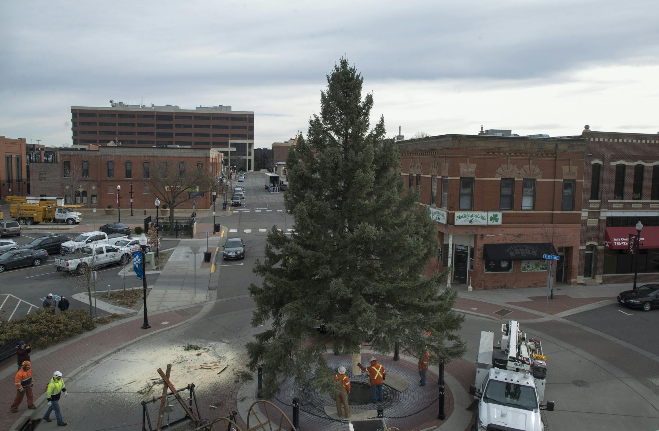 Anoka city crews placed the season's Christmas tree outside City Hall last week after removing the 44-foot Black Hills spruce from Bob Brass' yard.