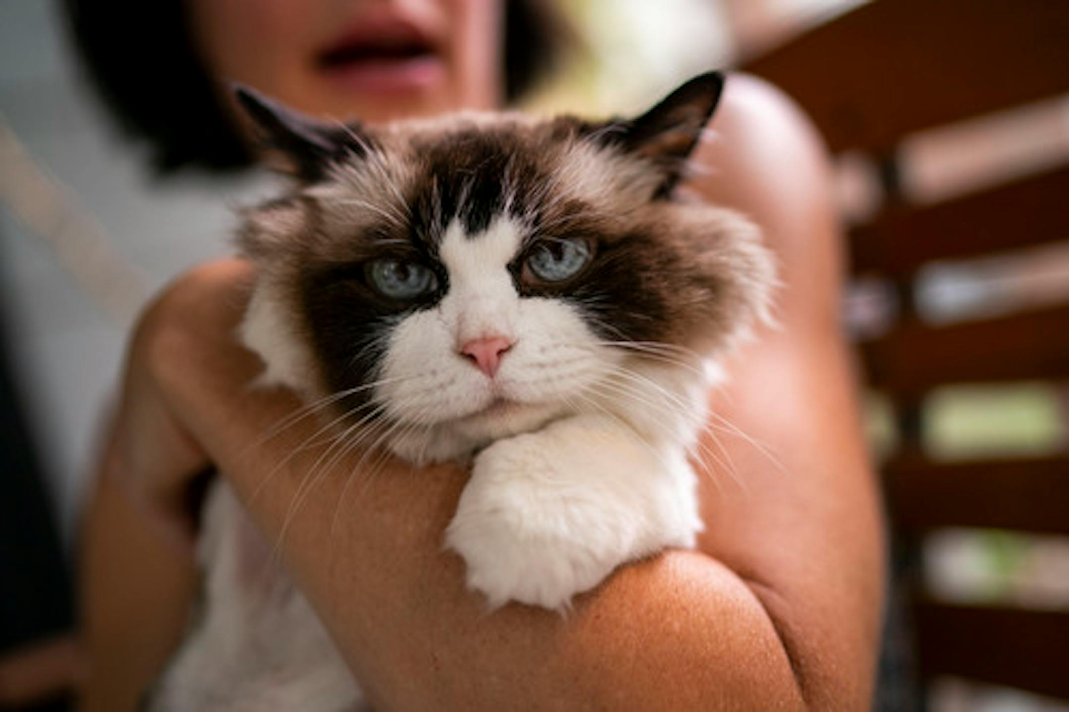 Paula Chesley holds her cat Billie Jean, a ragdoll former breeding cat she adopted in 2010, on Thursday, July 29, 2021, in Minneapolis. Billie Jean will be one of the cats officially participating in the 5th annual Cat Tour. It's her second year participating. ] ANTRANIK TAVITIAN • anto.tavitian@startribune.com