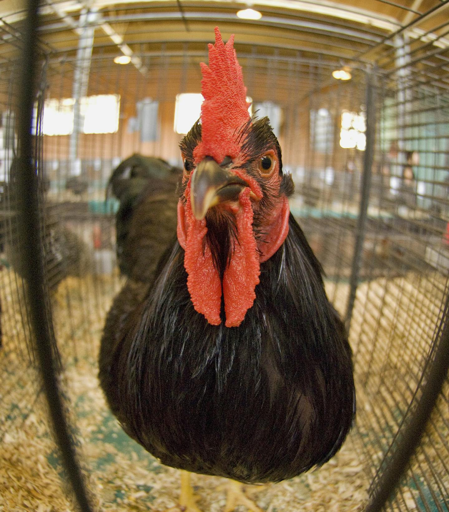 DAVID BREWSTER &#xd4; dbrewster@startribune.com Monday_09/01/08_FalconHeights LAST DAY OF THE STATE FAIR ] A Rhode Island Red rooster watched fairgoers pass his cage in Poultry Building. This one won a First Place and is (according to the tag on the cage) owned by Adrian Rademacher of Waconia.