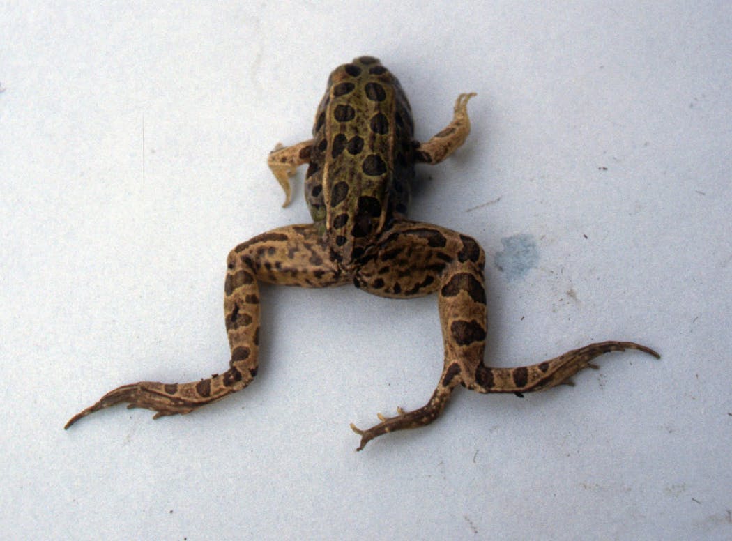 A deformed frog with an extra leg that was found in Minnesota.