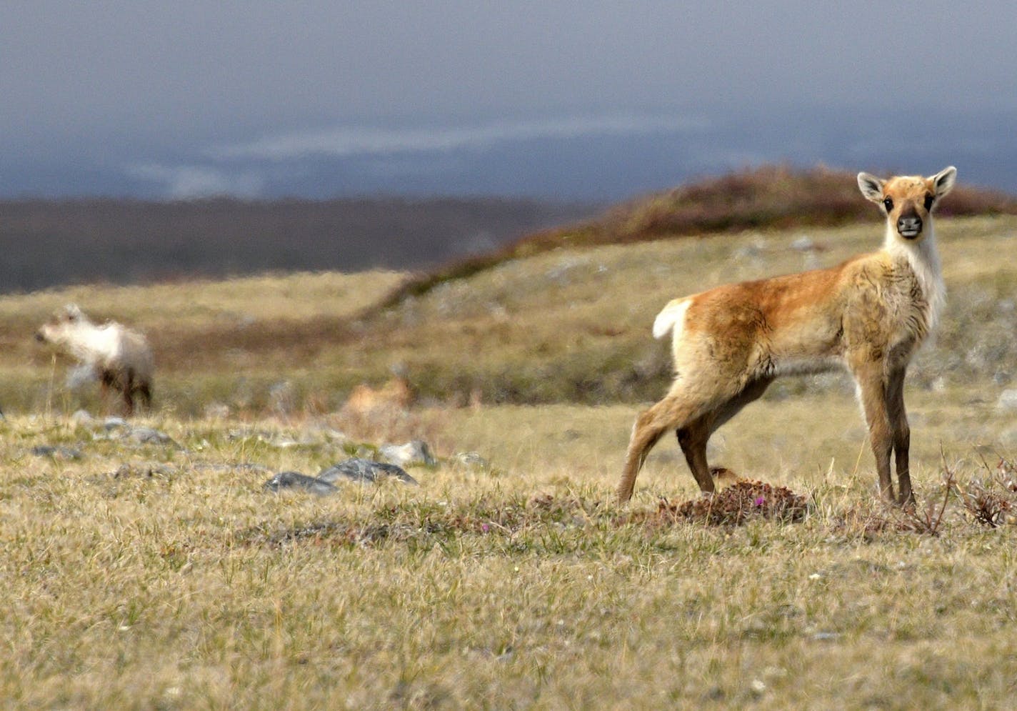 Porcupine Caribou return from the coastal plain of the Arctic National Wildlife Refuge after birthing their young in the controversial 1002 lands that the Gwich'in people describe as "the sacred place where life begins."