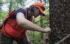 Jessica Hartshorn, a forester with the Minnesota Department of Natural Resources, cut the bark away from a tamarack tree as she looked for larch beetl