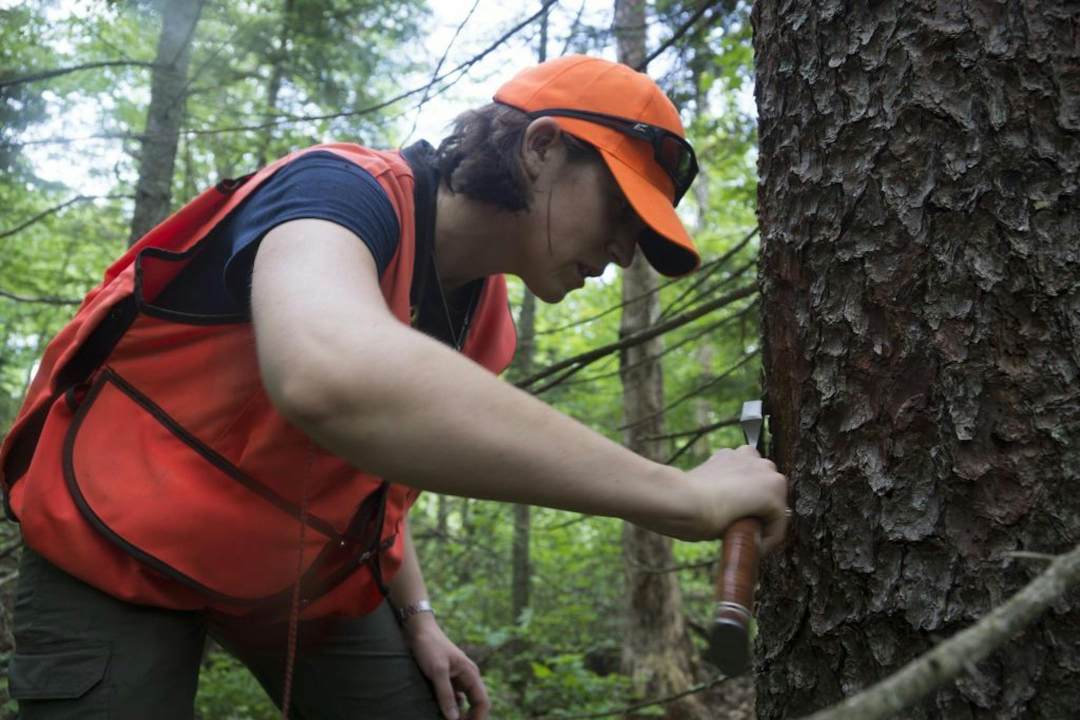 Jessica Hartshorn, a forester with the Minnesota Department of Natural Resources, cut the bark away from a tamarack tree as she looked for larch beetles. The bugs, native to Minnesota, have exploded since 2000 because of longer warm seasons.
