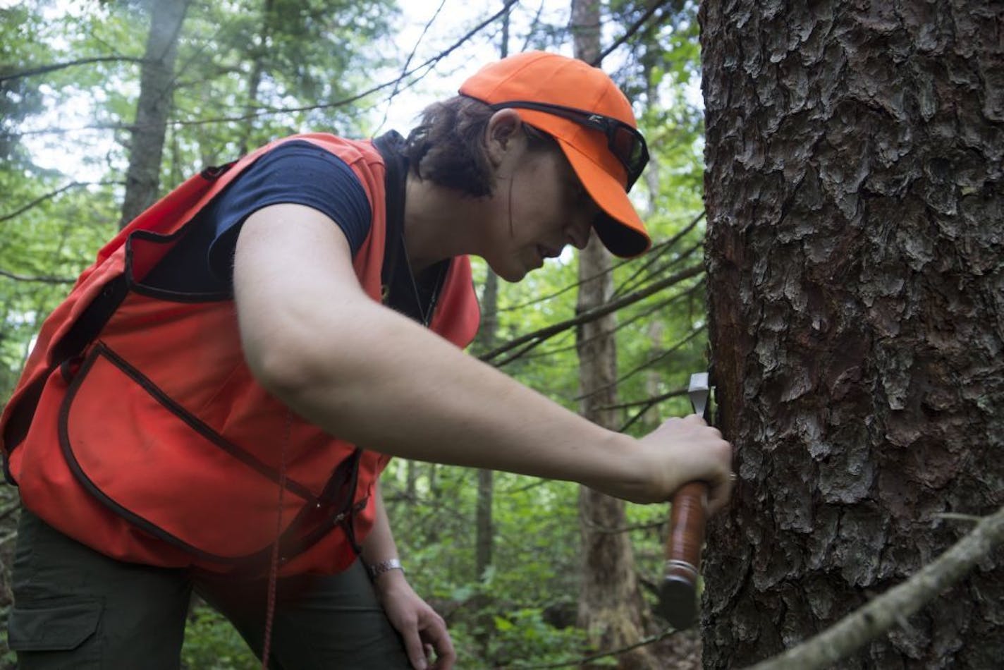 Jessica Hartshorn, a forester with the Minnesota Department of Natural Resources, cut the bark away from a tamarack tree as she looked for larch beetles. The bugs, native to Minnesota, have exploded since 2000 because of longer warm seasons.