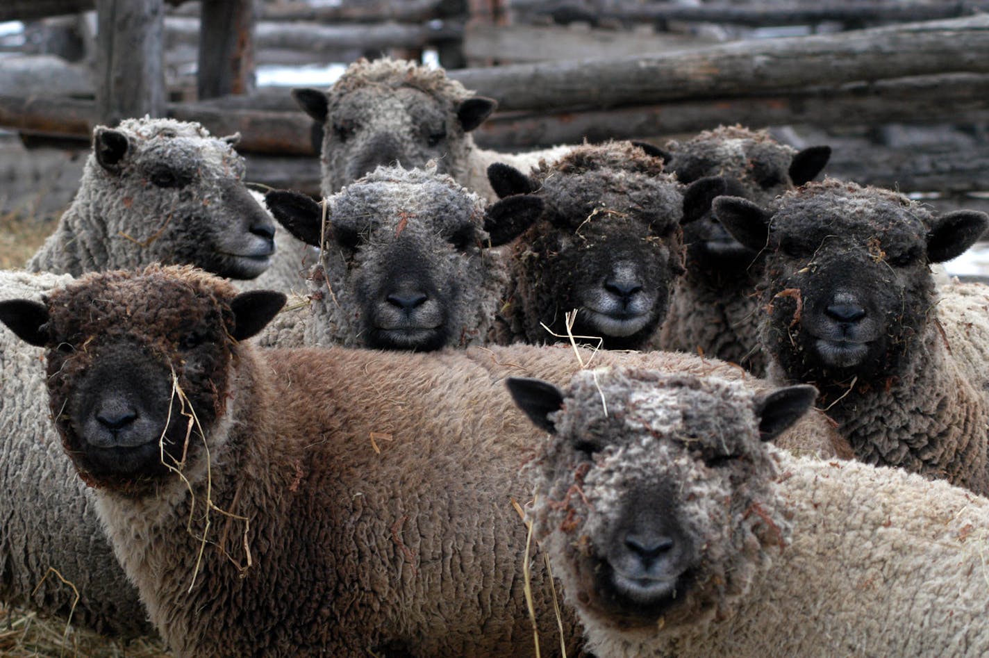 Sheep wait to be fed at the Kelley Farm.