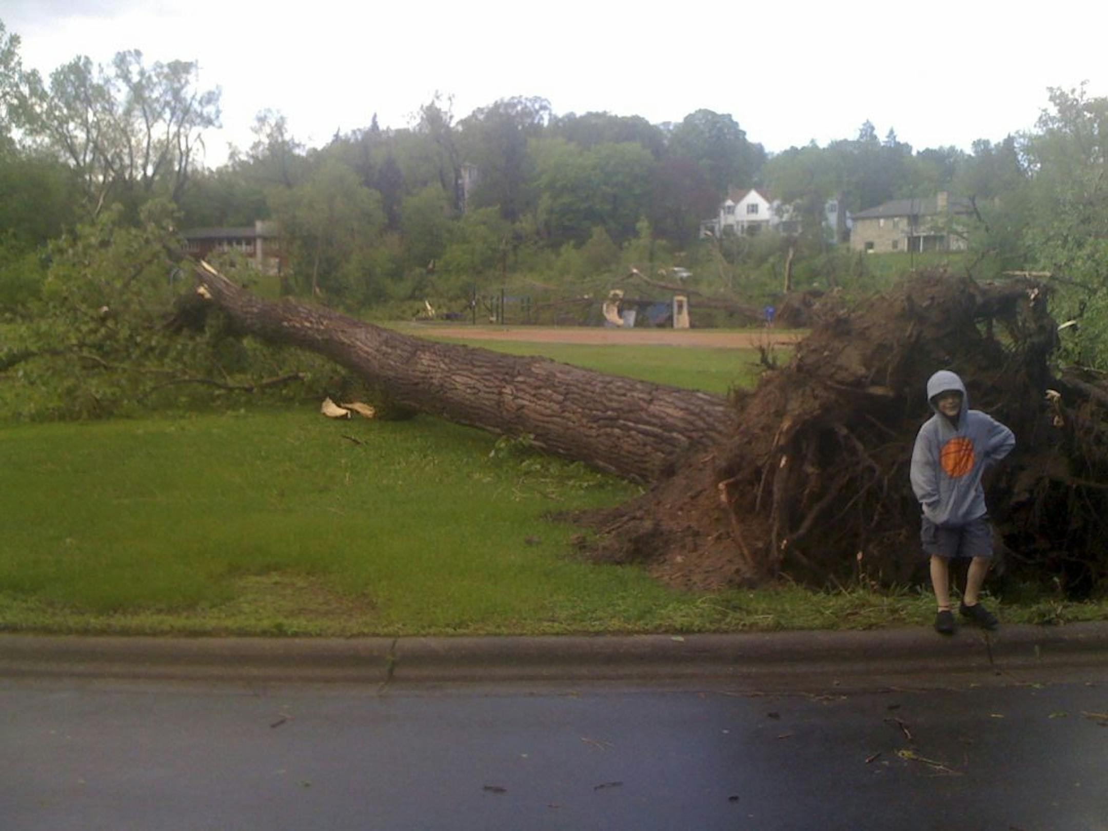 Tree downed by tornado in Edina