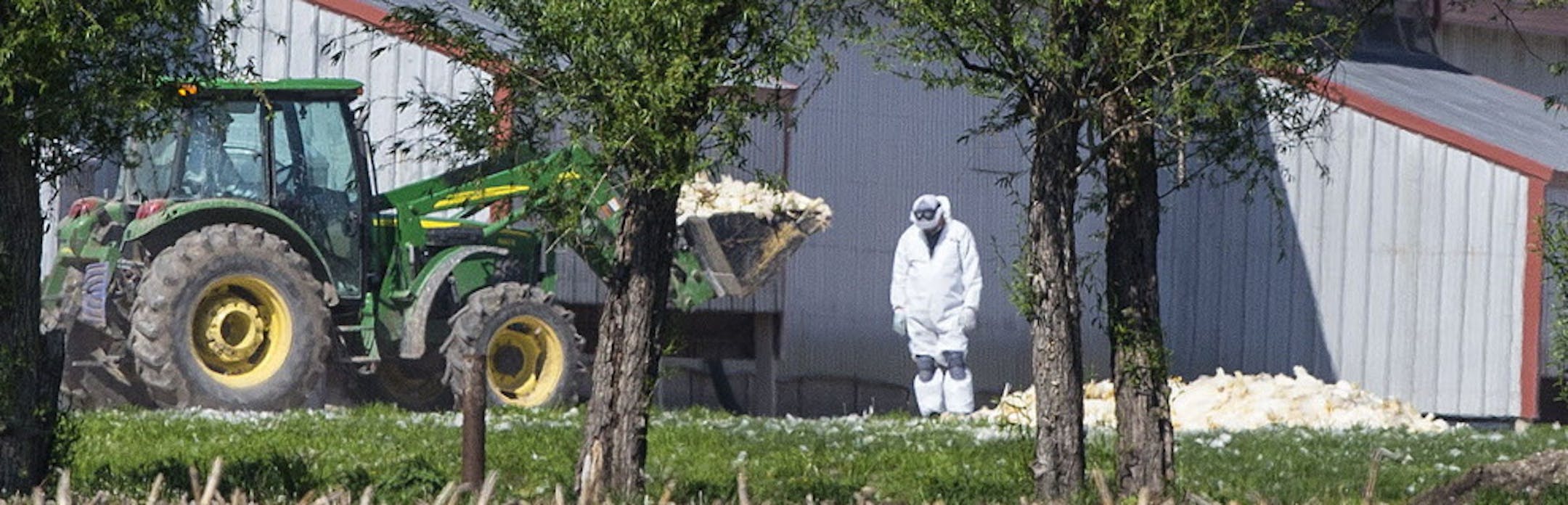 In this May 12, 2015 photo, dead chickens are collected for burial at Rose Acre Farms near Winterset, Iowa. Rose Acre Farms is depopulating its Winterset egg-laying operation after the avian influenza virus was discovered two weeks ago. Agriculture economists say the bird flu could cost the Iowa economy more than $600 million and Minnesota over $300 million as the virus continues to spread to new barns. The estimates include sales losses to feed suppliers, trucking companies, and processing plan