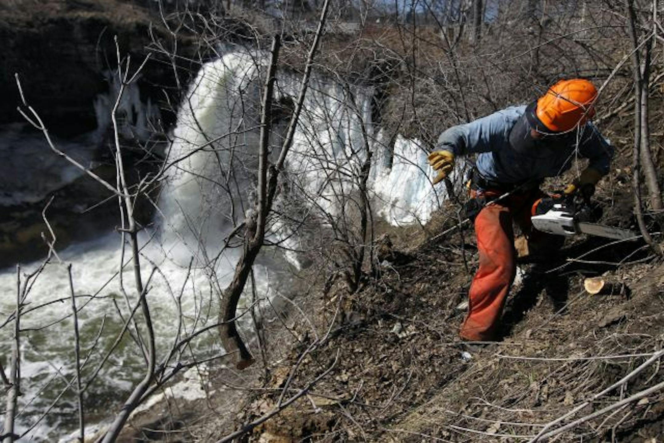 Jake Froyum helped cut down invasive brush as part of the ambitious effort to restore the woods, wetlands and savanna areas along Minnehaha Creek from the falls to the Mississippi River.
