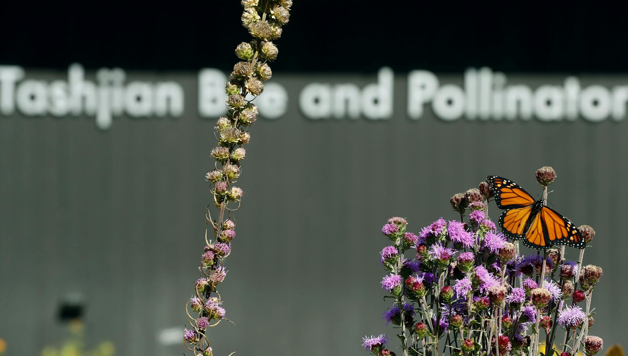 A monarch butterfly landed on flowers in the garden at the Tashijian Bee and Discovery Center at the Wednesday September 15, 2016 in Chaska, MN. ] The Arboretum's new Tashijian Bee and Discovery Center opens Sept. 18 in Chanhassen with a mix of displays, demonstrations and garden tours aimed at engaging families Jerry Holt / jerry. Holt@Startribune.com