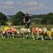Sheep painted in the colors of the Tour de France winners jerseys, graze in fields near Harrogate, England, Tuesday, July 1, 2014, where the race will