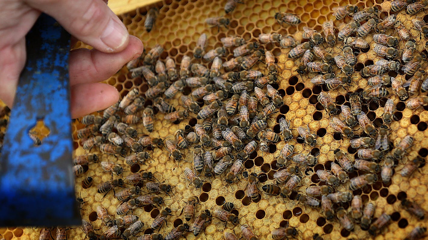 Beekeeper and chocolatier Susan Brown inspected one of her bee hives. ] JIM GEHRZ &#xef; james.gehrz@startribune.com / St. Paul, MN / May 7, 2015 /10:00 PM - BACKGROUND INFORMATION: We spend time with a beekeeper who keeps her hives atop the Union Depot in downtown St. Paul and is launching her own brand of honey, Beeline. We go up to the roof with Susan Brown, beekeeper and chocolatier, who uses the honey her bees produce atop Union Depot in her bon bons... she will also soon begin marketing Be