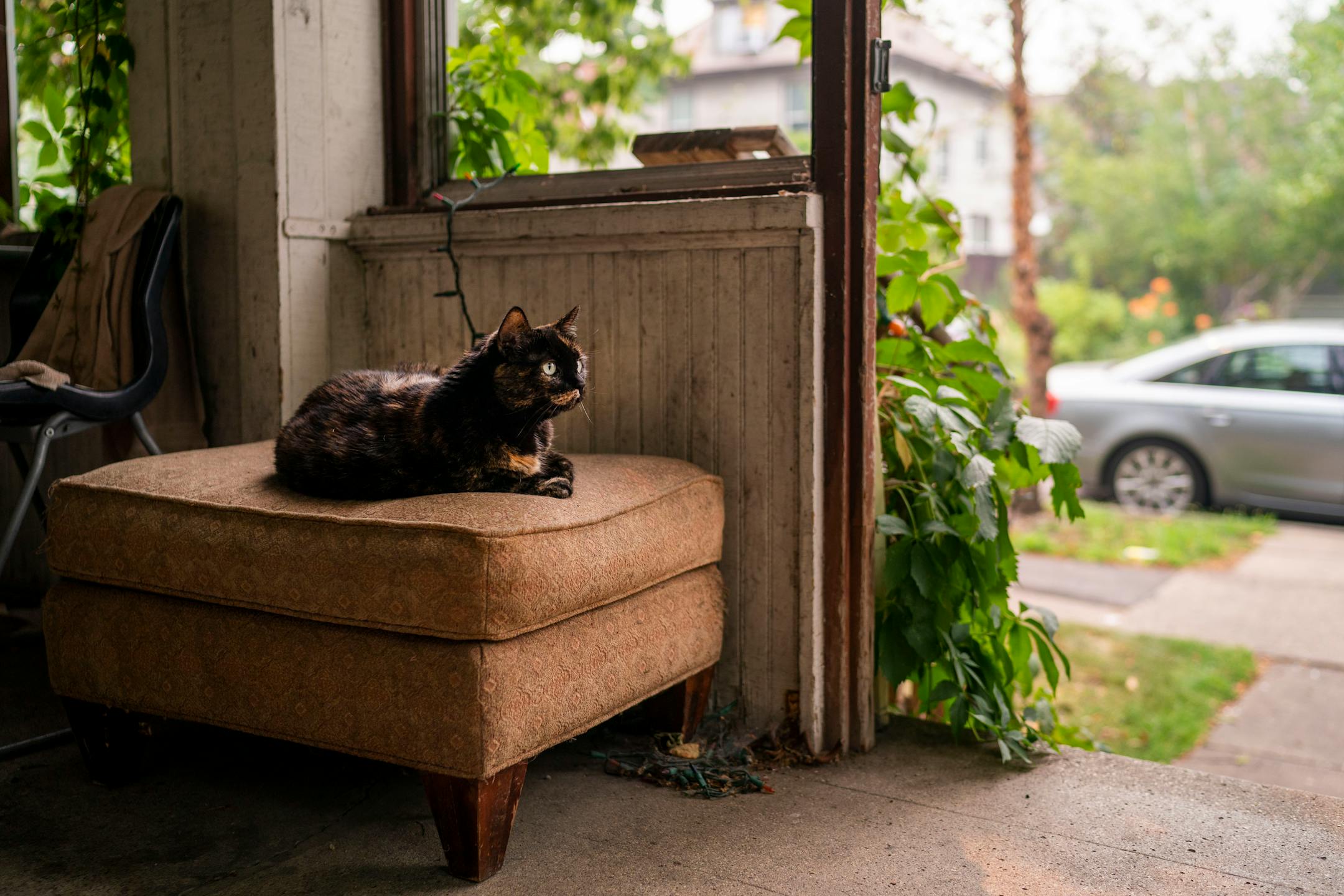 Fish, a 13-year-old cat belonging to Zach Randolph, sits on the porch of Zach's home in The Wedge neighborhood on Thursday, July 29, 2021, in Minneapolis. ] ANTRANIK TAVITIAN • anto.tavitian@startribune.com