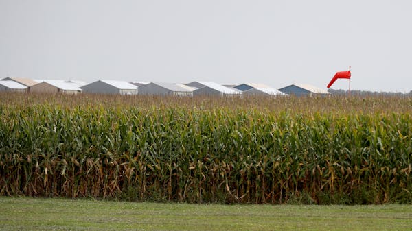 Corn growers got too much government help in 2020 to offset trade-related losses, while soybean, sorghum and cotton farmers didn’t get enough, the G