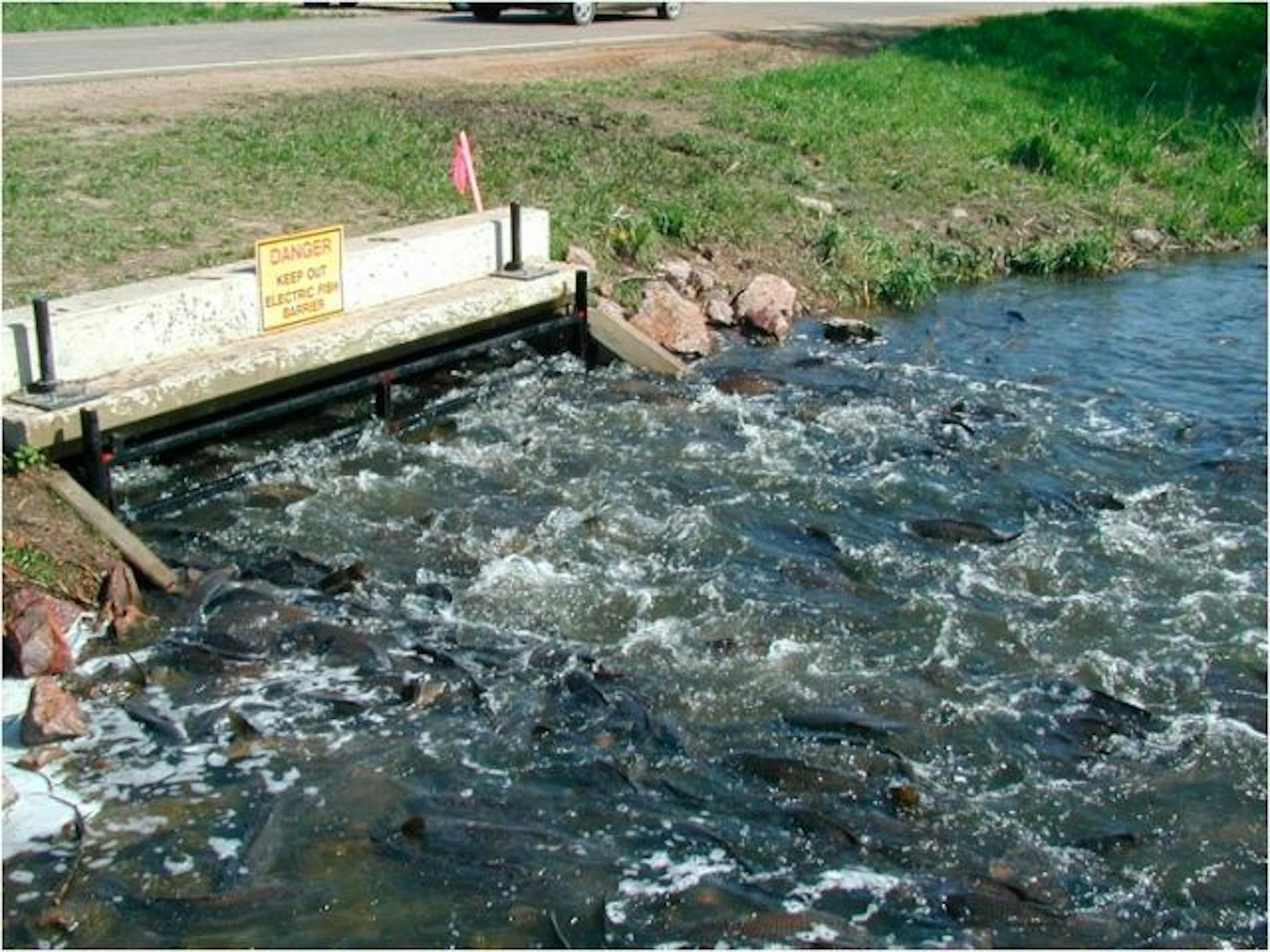 A new, electric carp barrier was installed on Lake Maria.