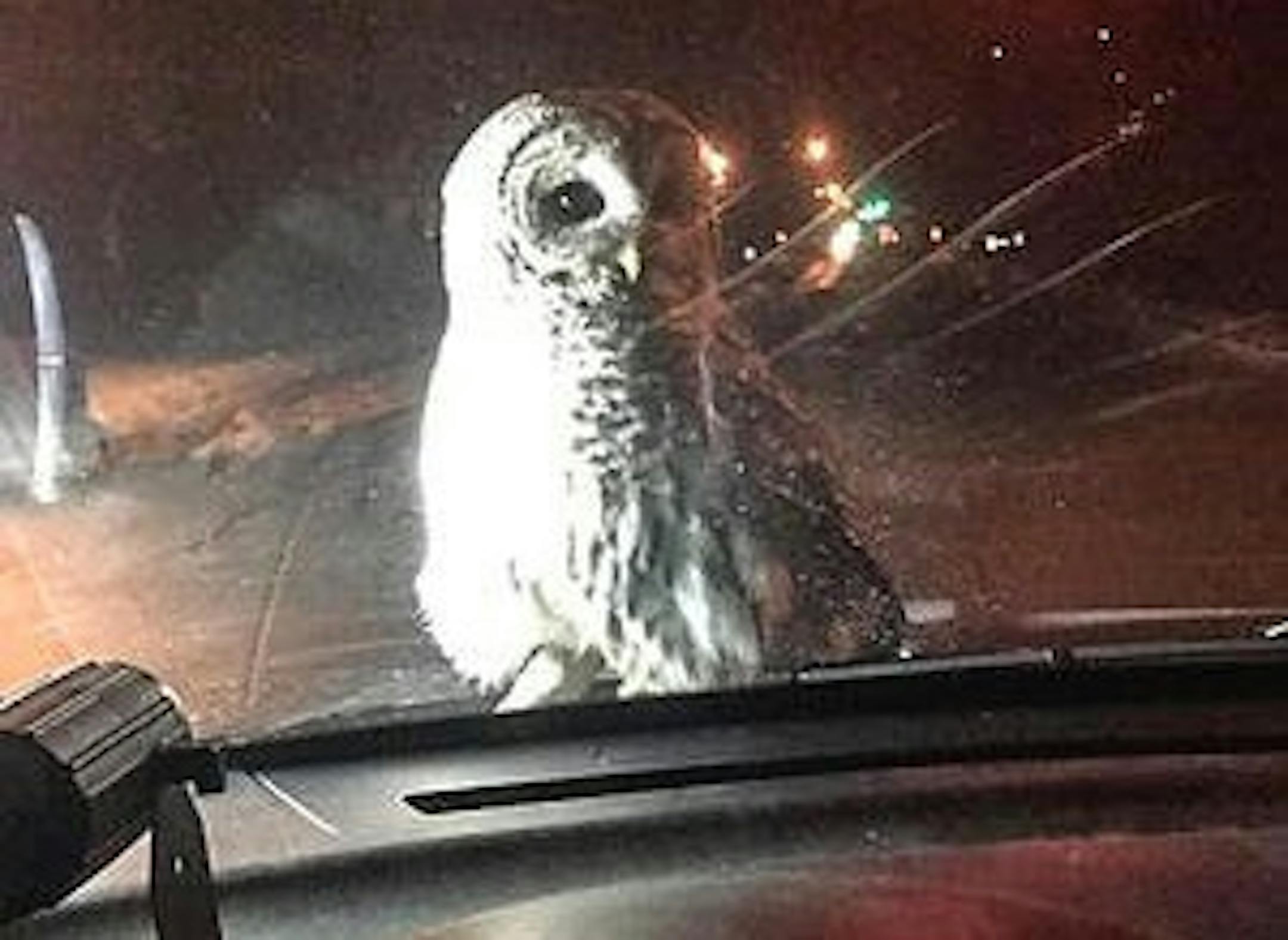 Duluth police officer Richard LeDoux snapped this mug shot while on patrol Monday night.