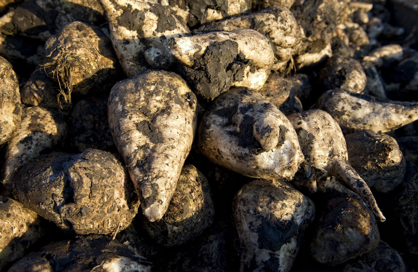 GLEN STUBBE &#x2022; gstubbe@startribune.com -- Monday, October 11, 2011 -- Moorhead, MN -- ] Sugar beets harvested by Mark Nyquist in the early morning on his Moorhead, MN farm. ORG XMIT: MIN2013012415423087 ORG XMIT: MIN1306181716008056