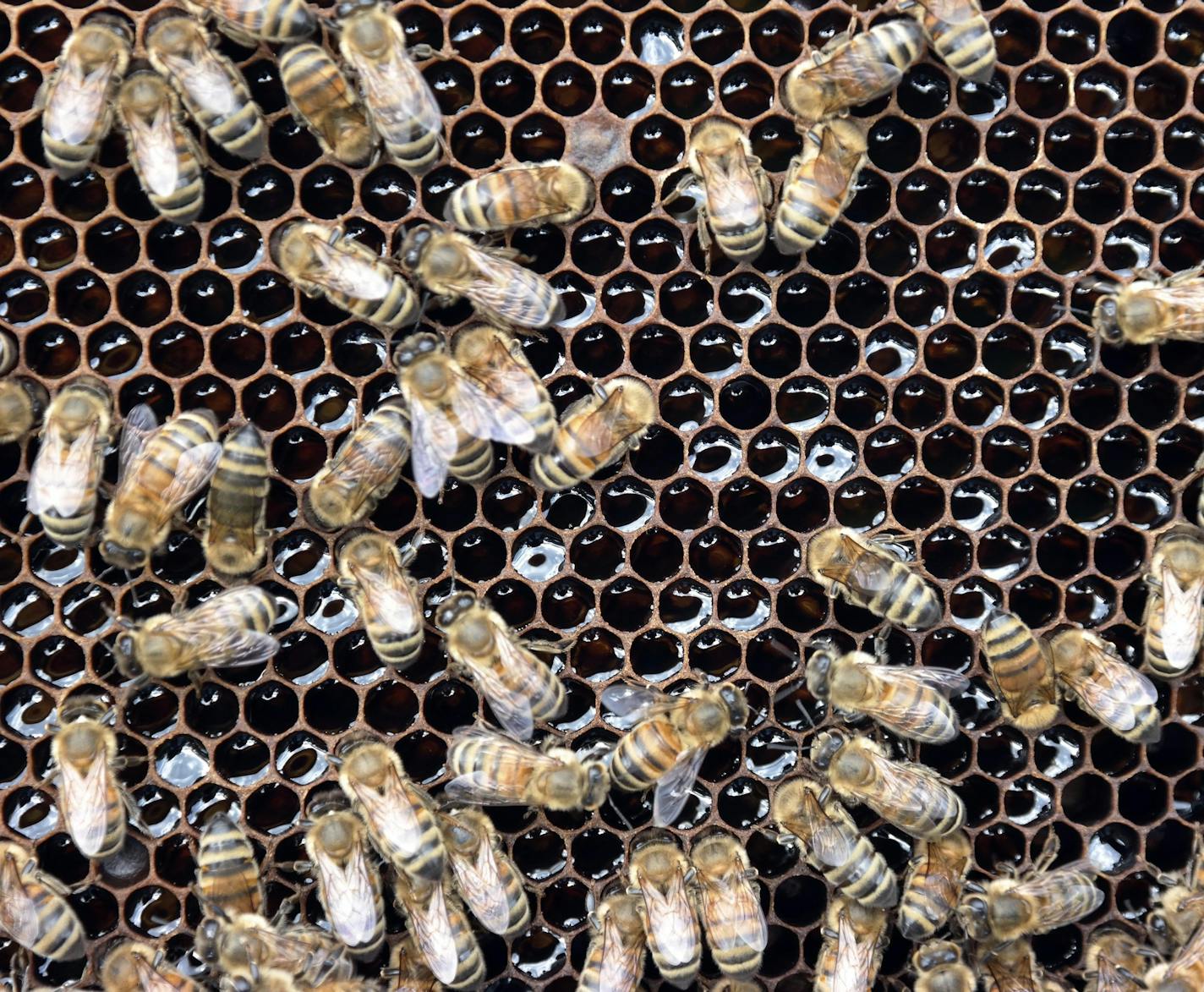 Bees kept by Joe Moncecchi fill honey cells in a healthy hive in Pittsfield, Mass., Monday Aug 11, 2014. Moncecchi tends hives at local farms as a second job to ensure pollination of crops. He has managed to keep damage from Colony Collapse Disorder to a minimum by keeping his small apiaries separate. (AP Photo The Berkshire Eagle, Ben Garver) BERKSHIRE COURIER OUT, GREAT BARRINGTON RECORD OUT, RURAL INTELLIGENCER OUT, BERKSHIRES OUT