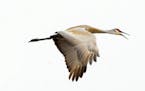 Sandhill crane in flight Photo by Jim Williams, special to the Star Tribune