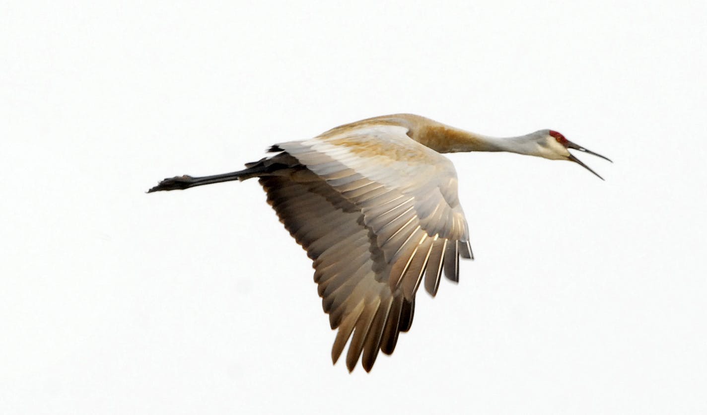 Sandhill crane in flight Photo by Jim Williams, special to the Star Tribune