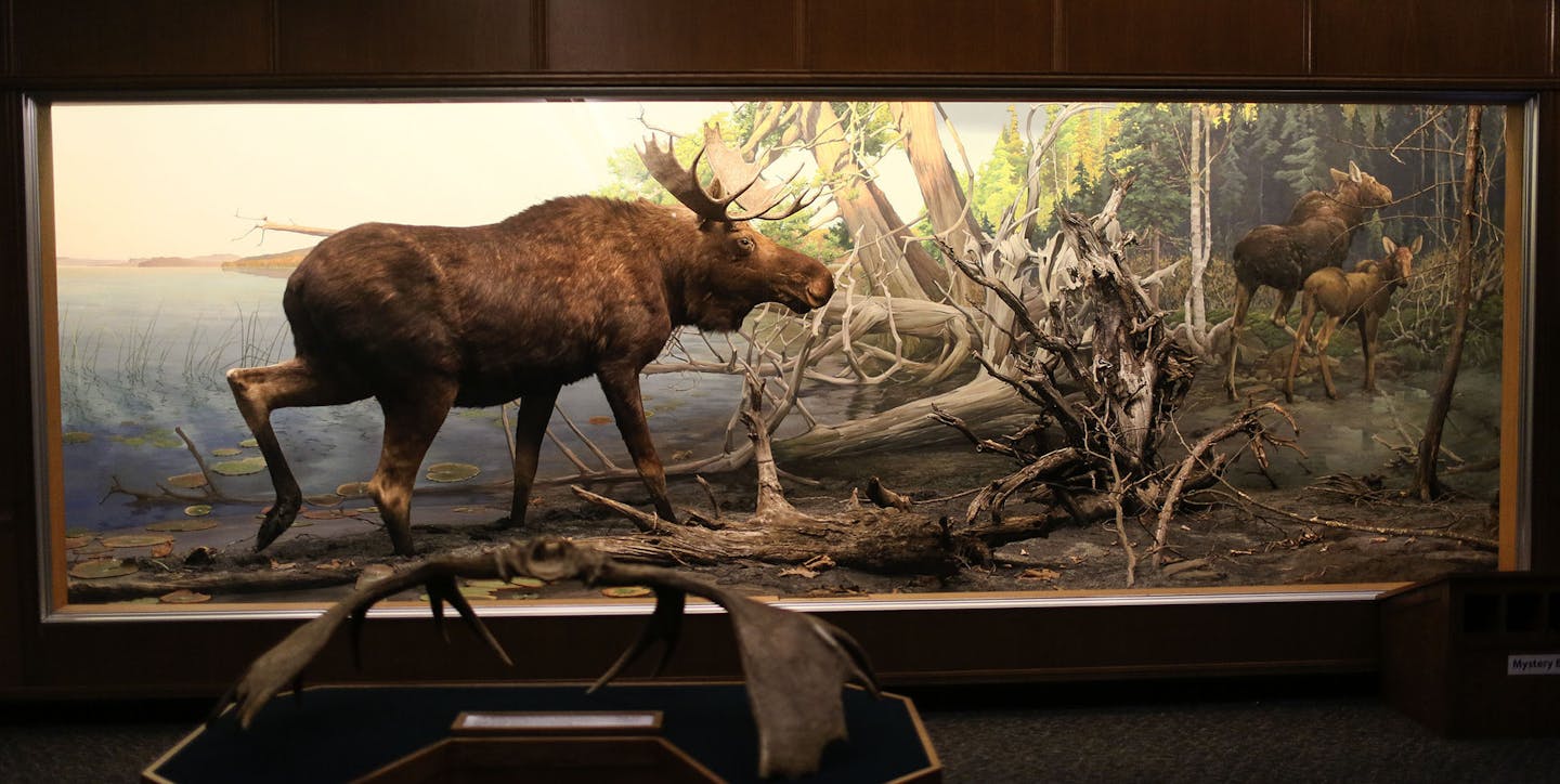 A look at the moose diorama at the Bell Museum of Natural History where curator Don Luce discussed plans for a new museum Tuesday, Aug. 26, 2014, in Minneapolis, MN. The Bell Museum will move 11 of its famous dioramas to a new location on the University of Minnesota St. Paul campus when the $55.7 million museum opens.] (DAVID JOLES/STARTRIBUNE) djoles@startribune In 2015 the Bell Museum of Natural History at the U of Mn is expected to break ground on a $57.5 million new building on the St. Paul