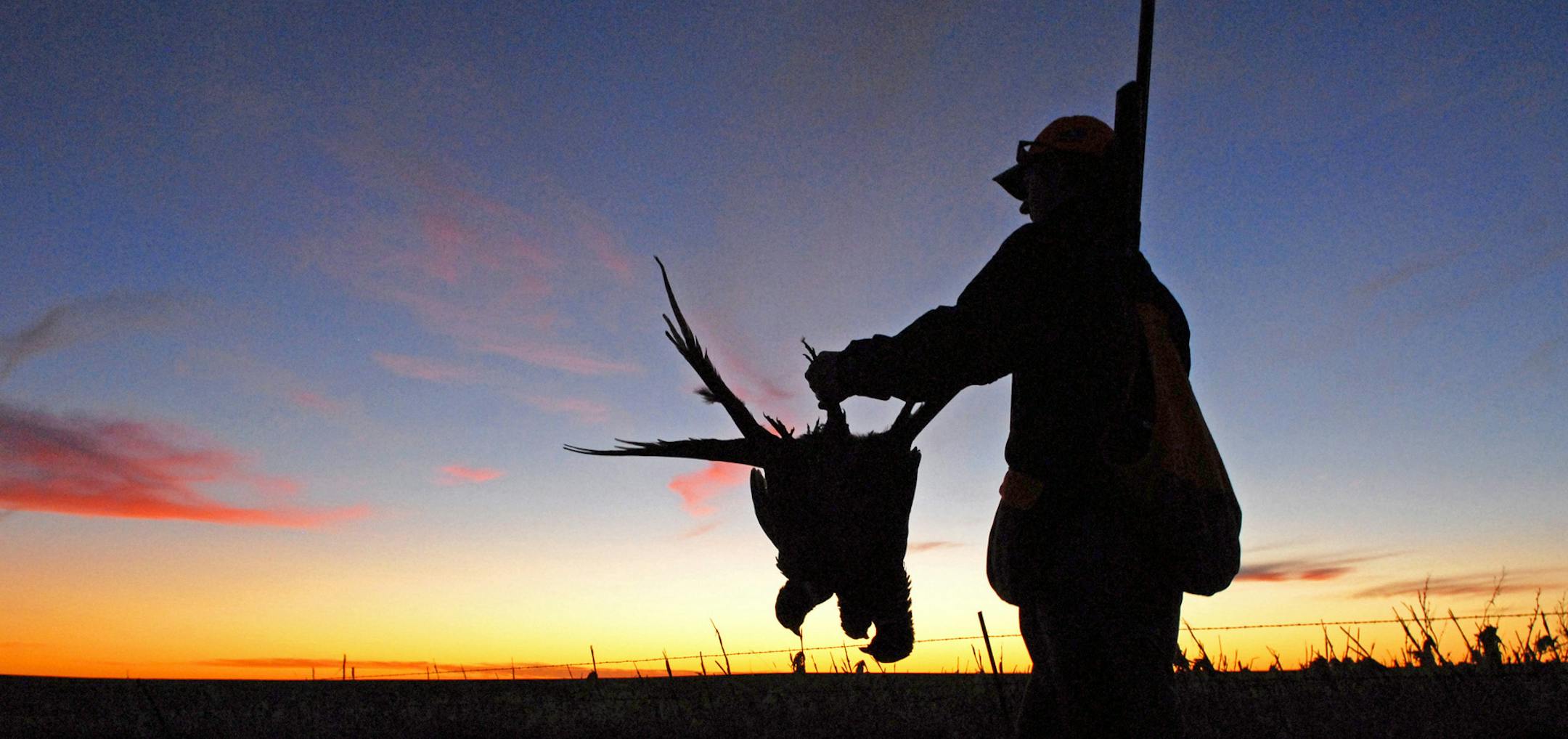 The prospect of ending a day's outing with a three-bird limit of rooster pheasants has kept tens of thousands of non-resident hunters returning to South Dakota each fall. But with a conversion of conservation acres and grasslands to row crops, the heyday of the state's ringneck hunting may be past. ORG XMIT: MIN1306202253209152