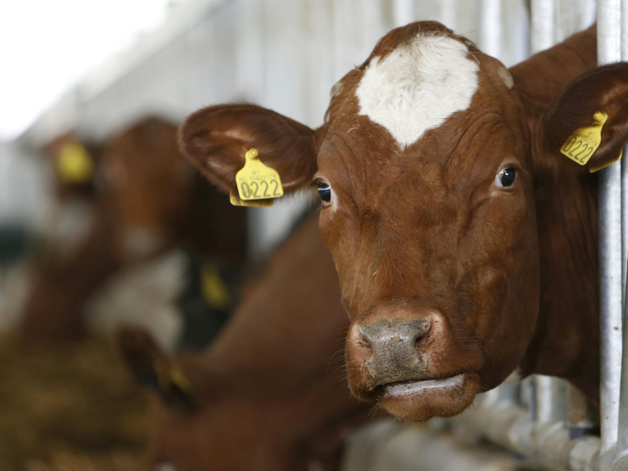 In this photo taken on Tuesday, April 15, 2014, Norwegian Red Cows are seen inside a farm in the village of Kozarac, near Bosnian town of Perijedor, 250 kms northwest of Sarajevo. Bosnian farmer Jusuf Arifagic invested eight million euro into the luxury farm that started four months ago with the import of 115 Norwegian Red Cows - a type of tough and hornless animal bred in Norway over the past 75 years to produce more and better milk than the usual cow known in the Balkans. He plans to expand in