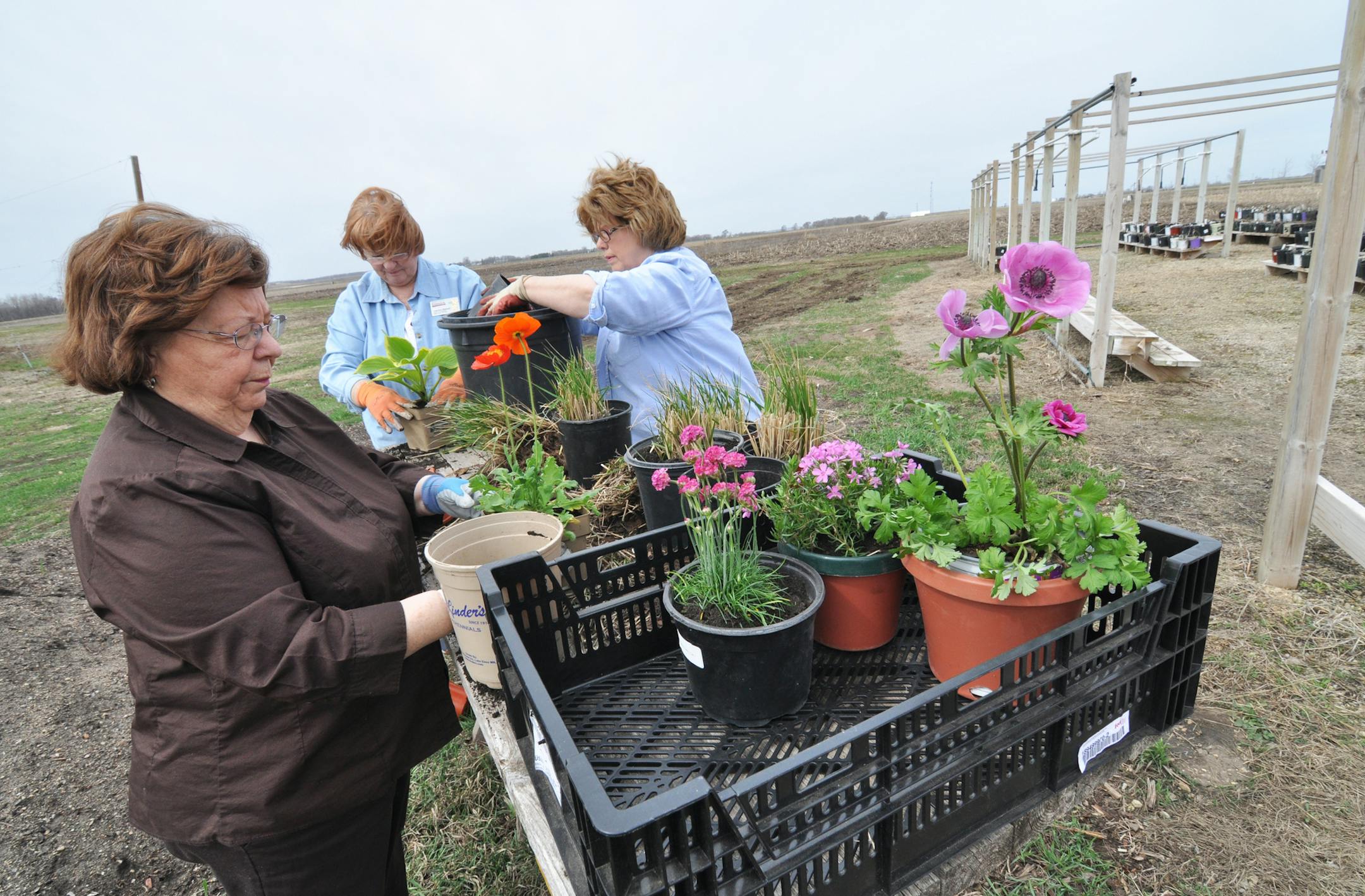 Photo by Liz Rolfsmeier Dakota County master gardeners Louise Breidel of West St. Paul, Carolyn Metcalf of Inver Grove Heights, and Nell McClung of Apple Valley prepare for their May 11 spring plant sale.