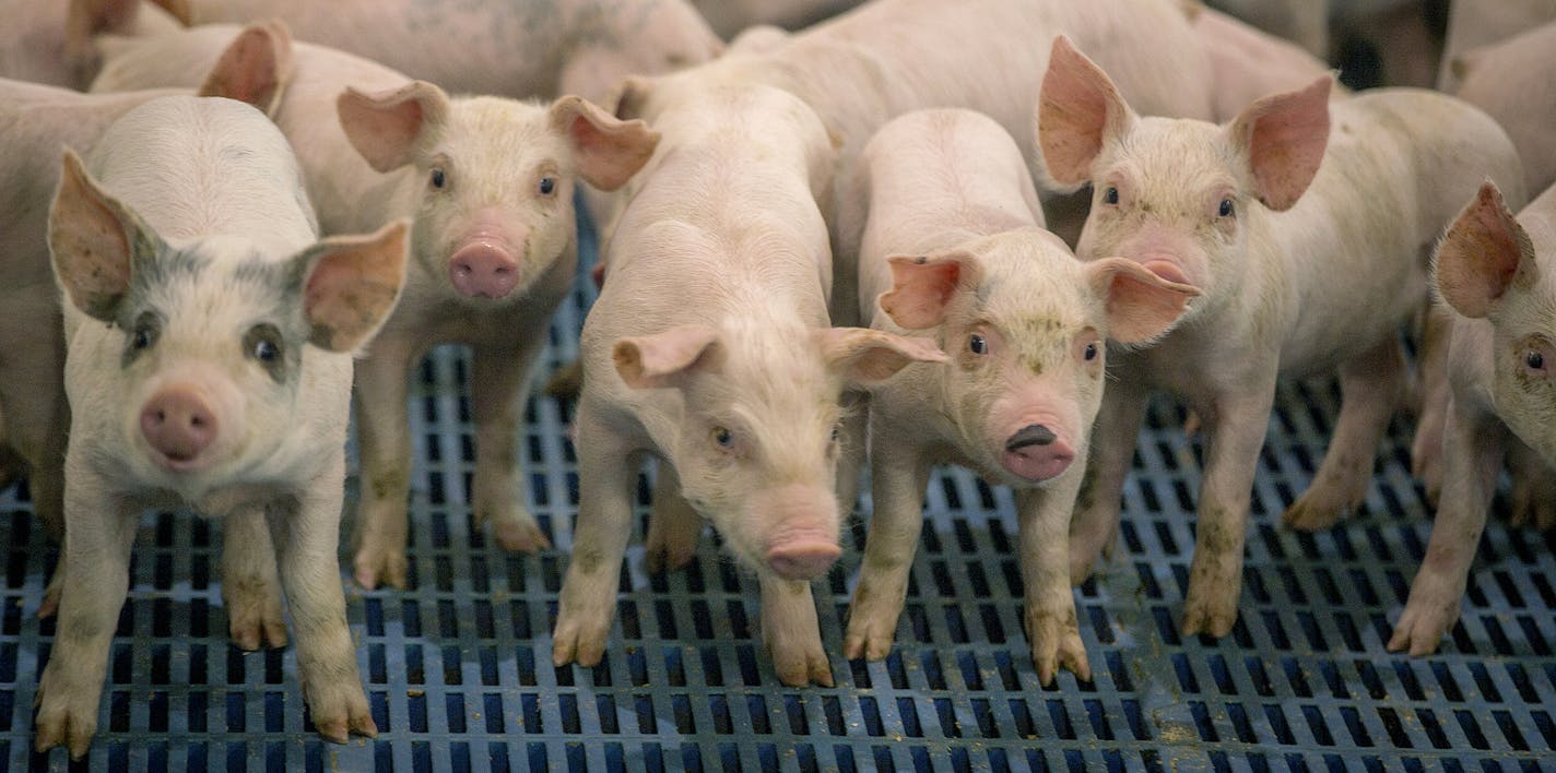 Farmer Greg Boerboom is warehousing hogs that would have gone to the closed Smithfield Farms plant in Sioux Falls until he can find another market. (ELIZABETH FLORES/Star Tribune)