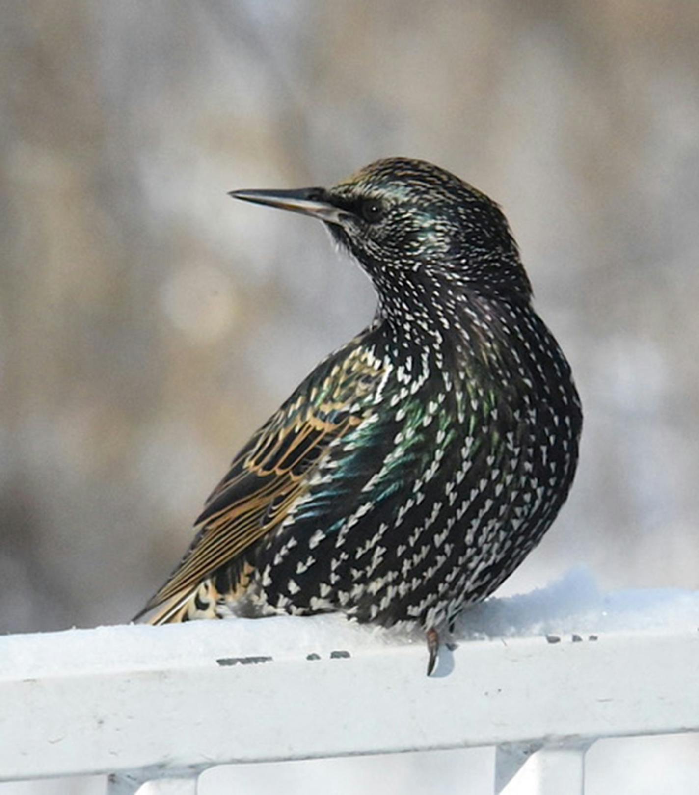 A starling in winter plumage perched on a railing with its head turned sideways in profile.